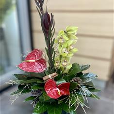 Orchid Gift Wrapped Arrangement 