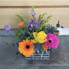 Spring Sensation