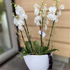 Double Phaleanopsis planter
