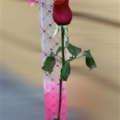 Single Red Rose - Add on only