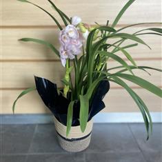 Cymbidium Orchid Plant
