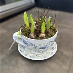 Hyacinth Planter in a large cup and Saucer