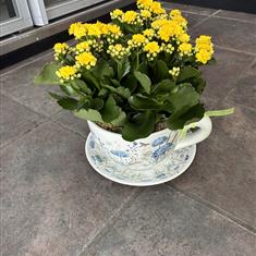 Cup and Saucer Planter